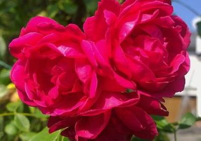 五年级上下册英语句子(实用50句)