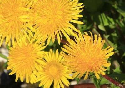 京剧谚语经典的句子(50句)