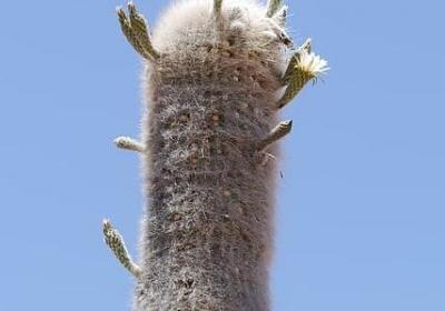 亲人过世的痛哭句子(必备60句)