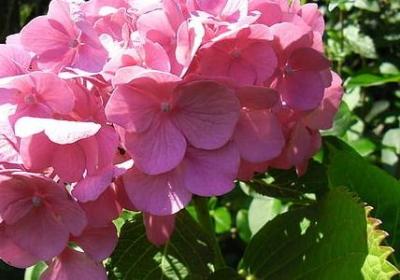 人不要太善良的句子(合集60句)