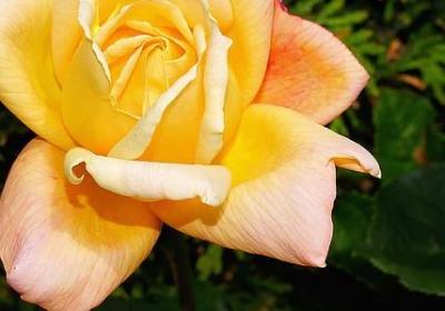 乐可神仙句子(合集60句)