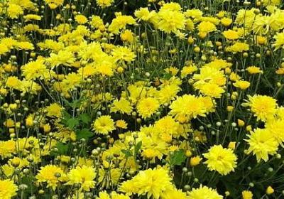 五一祝福国家的句子(优选40句)