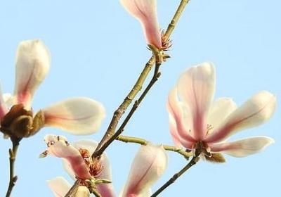 五年级上册优美句子(共20句)