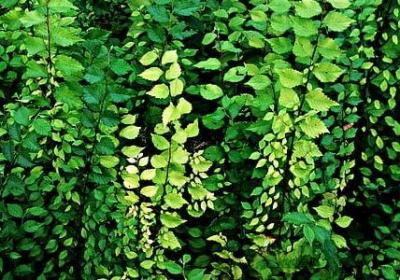 交警求小句子(精选15句)