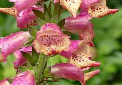 交头接耳游戏经典句子(合集6句)