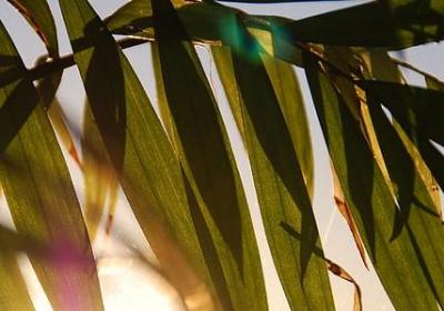 亲爱的阿基米德句子(实用69句)