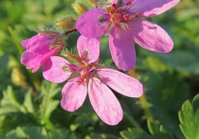 人与自然的句子(优选15句)