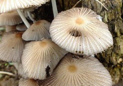 五年级改写句子(推荐119句)