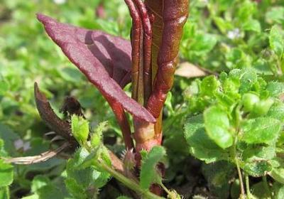 亚瑟搞笑句子(实用10句)