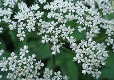 亲人去世的句子(优选70句)