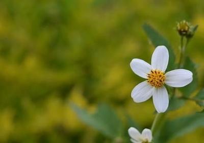 亲人背叛的伤心句子(共50句)