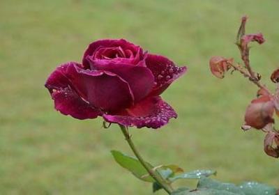 亲人正能量句子励志(推荐60句)