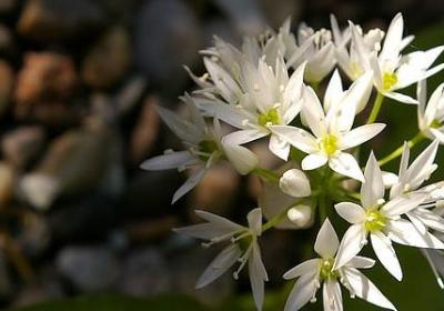 五月好的句子(80句)