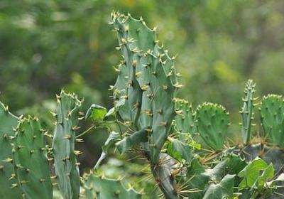 五年级上册英语第二单元句子(通用32句)