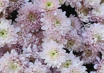 享受养生的感言句子(共51句)