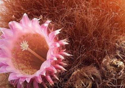 人与花美的句子有哪些(共40句)