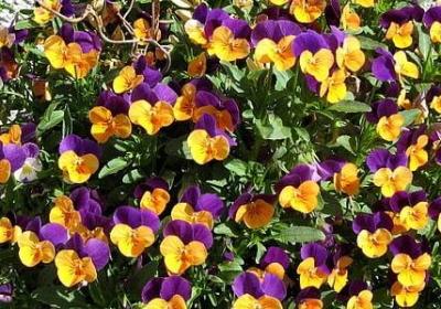 云南的歌会 句子赏析(实用20句)