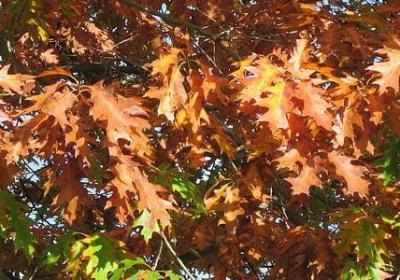 云雾缭绕搞笑句子(汇总20句)