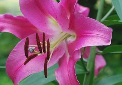 五年级下册句子表(共30句)