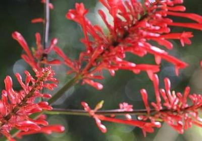 五年级上册英语三单元句子(共15句)