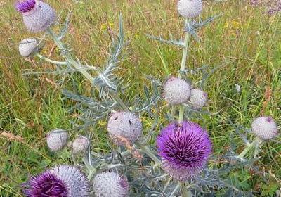 亲情可贵的句子(合集80句)