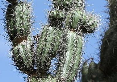 云南的美食赞美句子(实用40句)