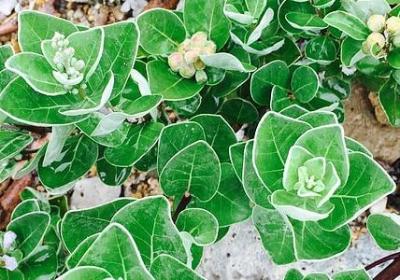 云南旅游优美句子(精选8句)