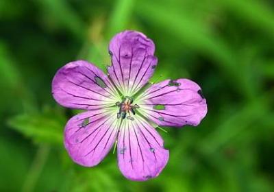 五证的句子(51句)