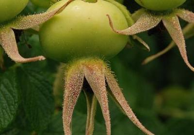 人与狗感情的唯美句子(通用37句)