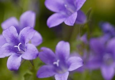 云怎么描写句子(合集40句)