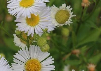 五个字的说说唯美句子(热门50句)