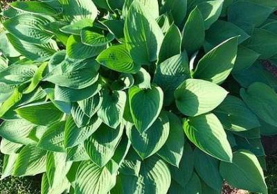 五月天的歌名连成句子(热门40句)