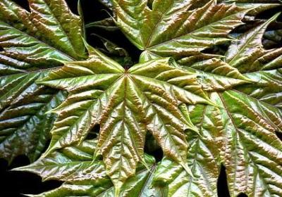 交头接耳游戏句子大全(共40句)