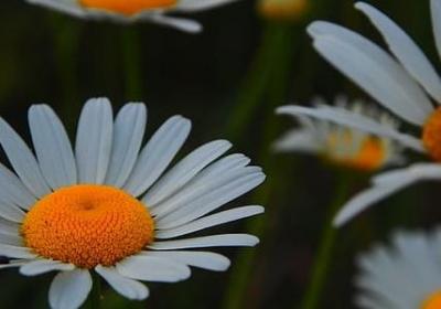 云朵棉花句子(推荐10句)