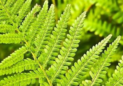 云南稻田句子摘抄(优选11句)