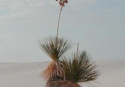 五月风的句子(推荐66句)