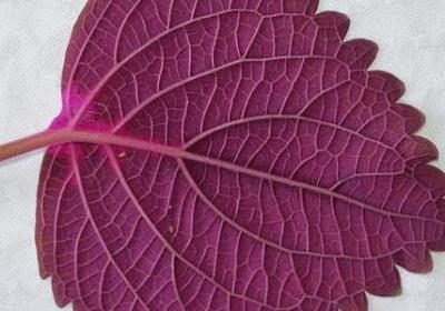 五年级句子专项练习 答案(共69句)