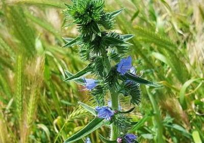 交警为民服务句子(汇总20句)