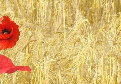 交人交心不交狗句子(必备68句)