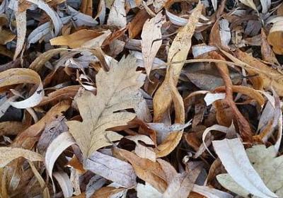 京剧关于净角的句子(共30句)