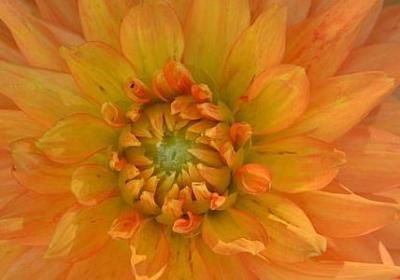 享哆味好评句子(10句)