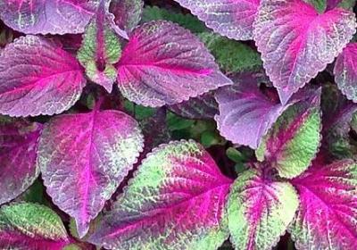 亲情不分距离的句子(通用80句)