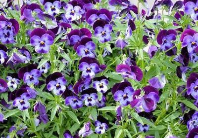 亲人让人寒心的句子(通用50句)