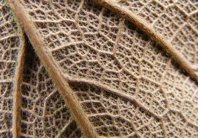 亲情的素材句子高中(合集10句)