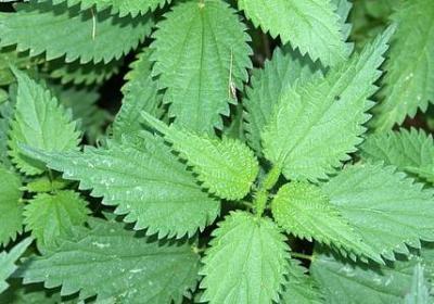 人人爱美的句子(实用40句)