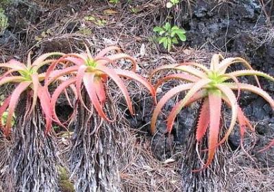 云与你的句子(通用60句)