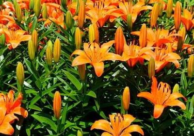 亲情英文句子(共80句)