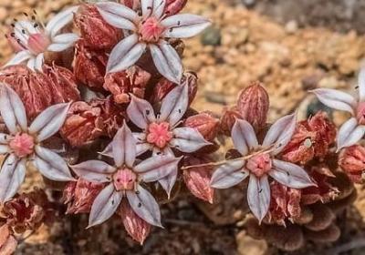 五年级句子专项训练(热门50句)