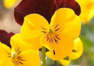 亲人的句子造句大全(精选50句)