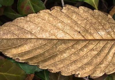 亲情最美英文句子(必备20句)